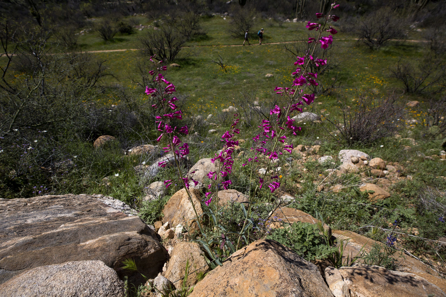 Wildflowers around Tucson, 2020